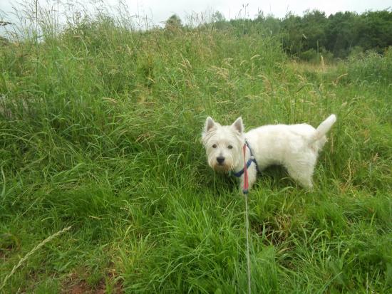 Alfie Westie